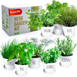 Deluxe Indoor & Outdoor Garden Kit – 8 or The Most Popular Culinary Herbs with Pots & Soil for Windowsill or Patio Growing